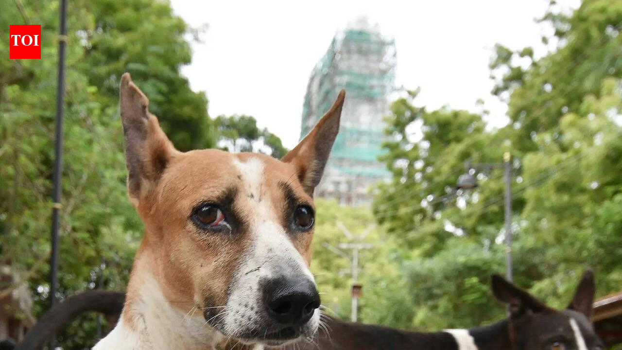 Man booked for poisoning stray dog, its two puppies