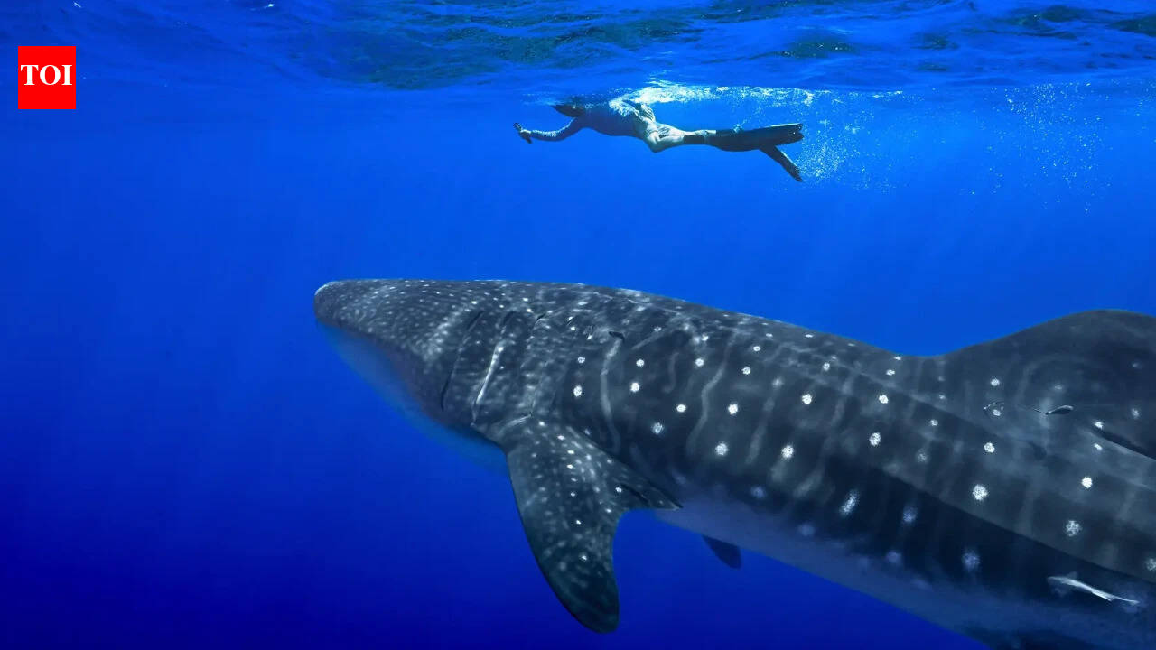 Shark kills man in Australia's Queensland state: police