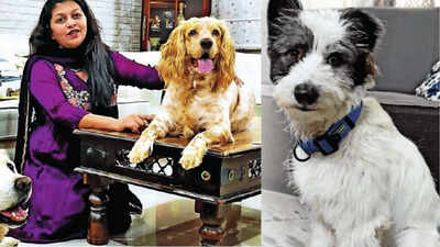 Meet rescue dogs who found their forever families