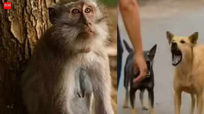 UP’s Sambhal battles surge in dog and monkey bite cases as mercury rises