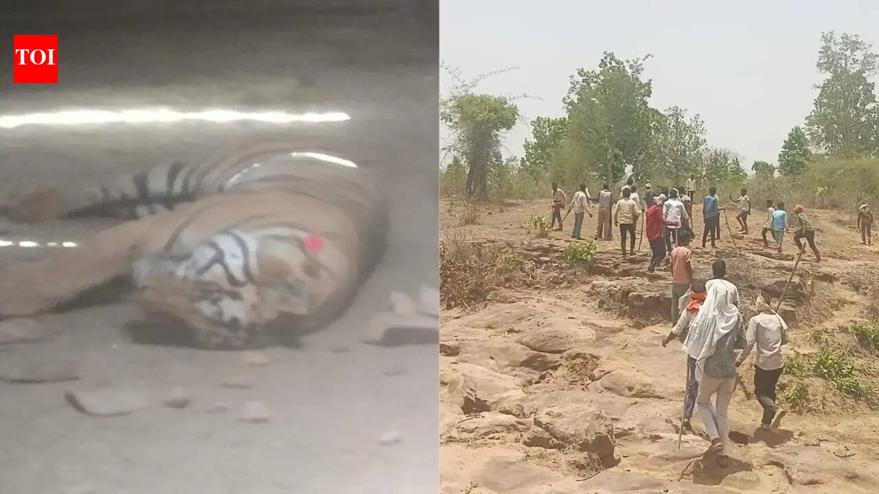 Woman killed, 2 injured as tiger attack while sleeping in Madhya Pradesh