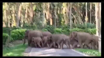 Wild elephant herd charges at foresters Kodagu