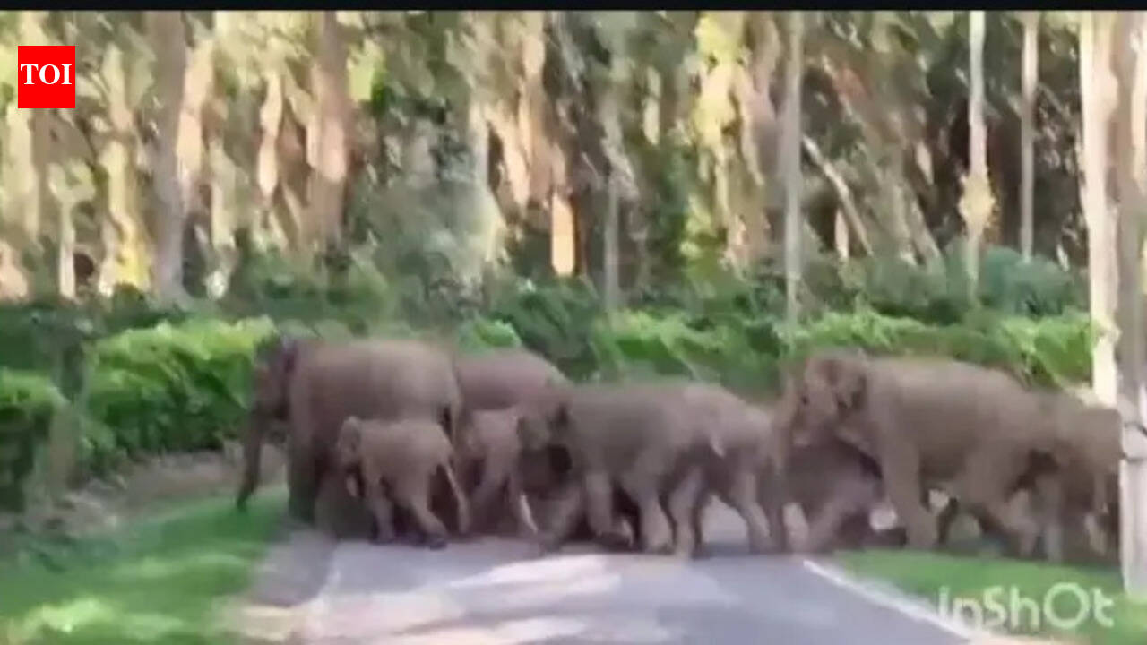 Wild elephant herd charges at foresters Kodagu