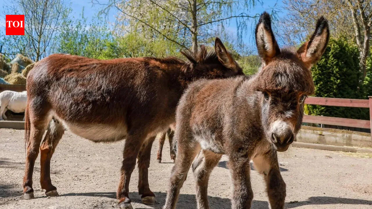Why China's anti-ageing dreams are pushing donkeys into extinction
