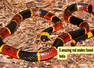 5 amazing red snakes found in India