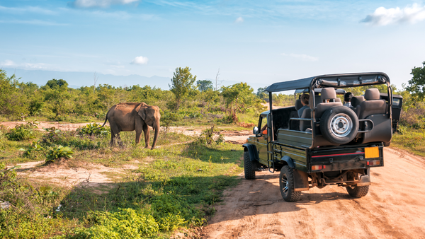 10 underrated wildlife destinations in Asia that are less crowded than popular safari parks