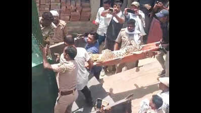 Leopardess enters house in Bahraich, injures 3