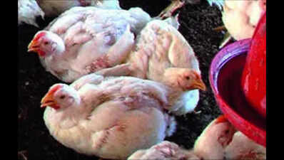 Chicken prices plunge as heatwave hits AP poultry sector