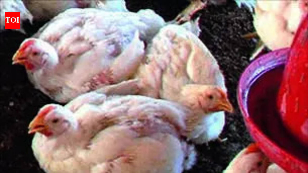 Chicken prices plunge as heatwave hits AP poultry sector | Vijayawada ...