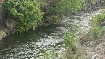 Tusker drowns after falling into 20ft contour canal in Pollachi