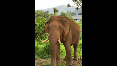 Tusker drowns after falling into 20ft contour canal in Pollachi