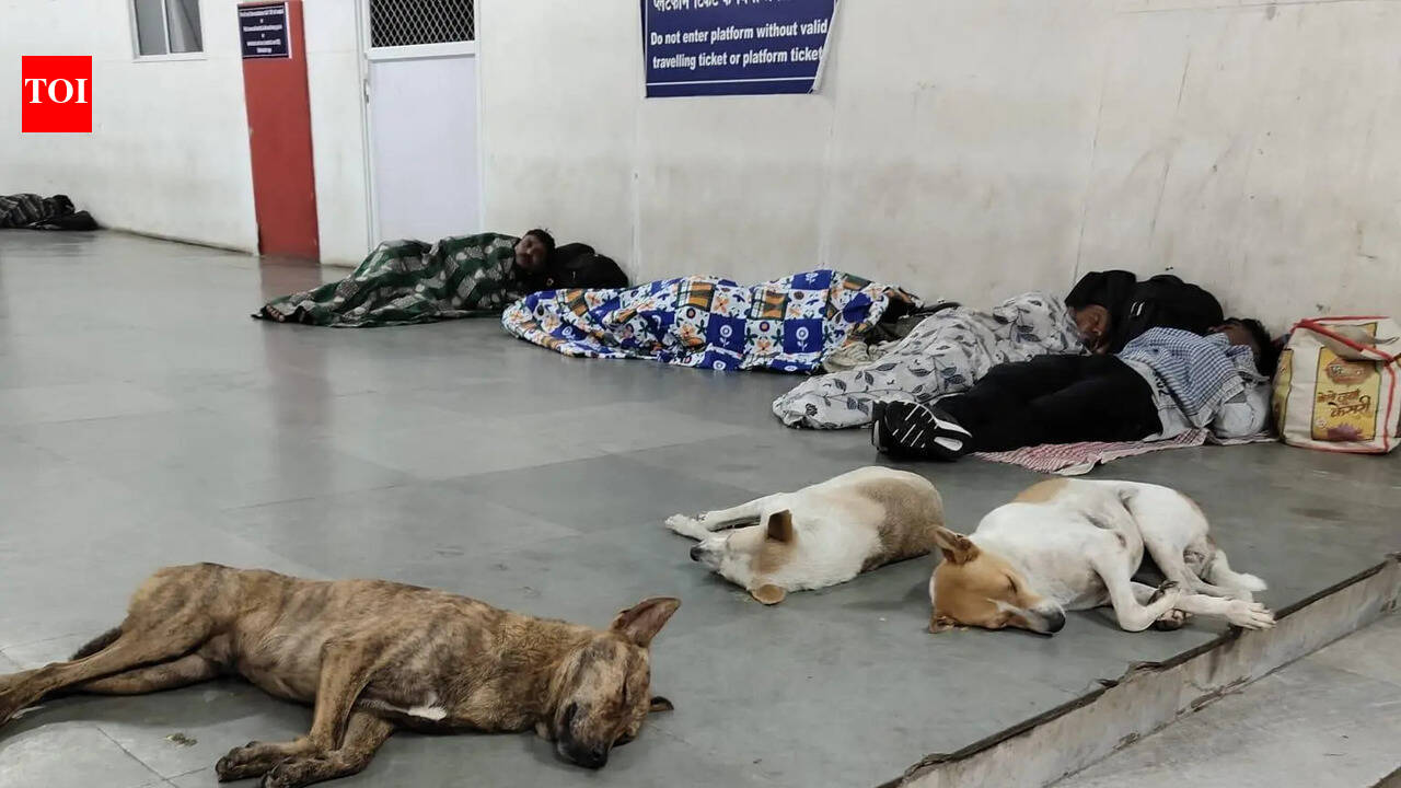 Stray dog bite: Opposition seeks Angamaly municipality to bear medical expenses
