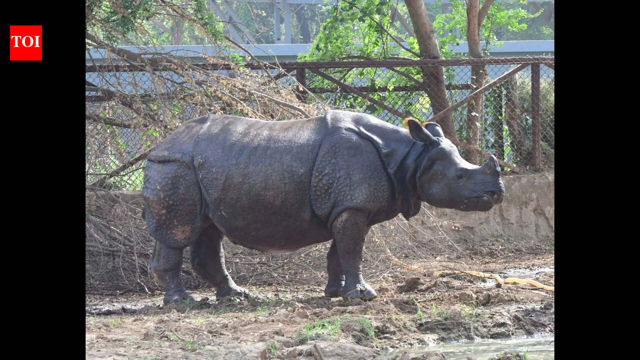 Patna Zoo in talks with Singapore for two-horned white rhinos