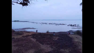Rare windowpane oysters return to Chicalim bay, spark extraction rush