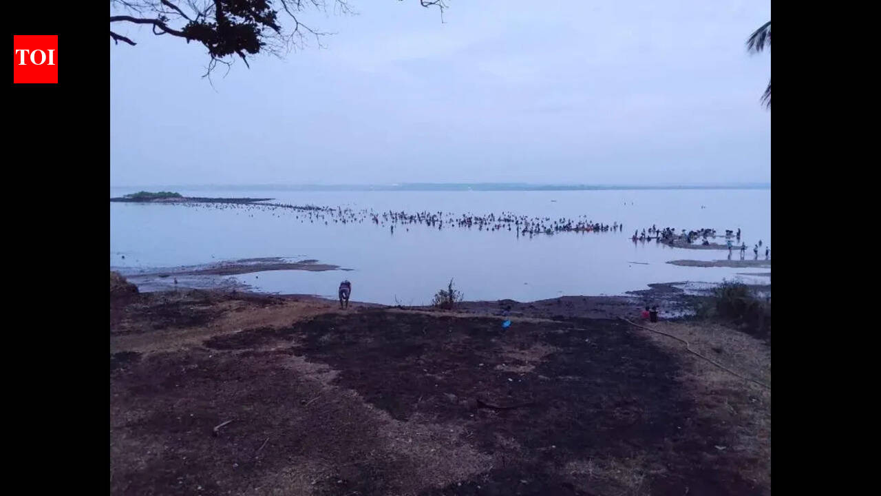 Rare windowpane oysters return to Chicalim bay, spark extraction rush
