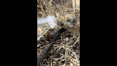 Volunteers revive heat-struck, dehydrated snake in Kondhwa’s urban forest with sips from water bottle