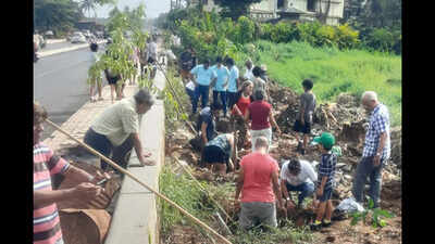 Green initiative: Over 100 volunteers plant 68 trees in Mapusa after road widening felling