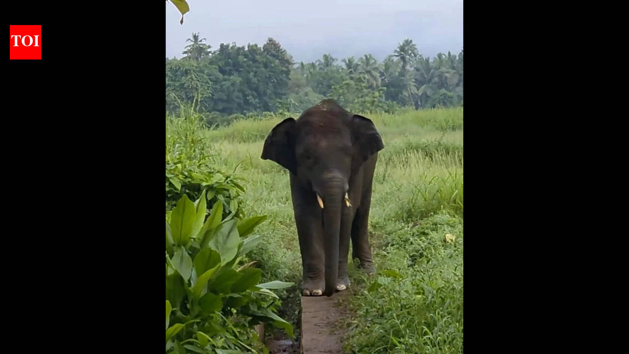 Elephant Omkar spotted again near Goa border