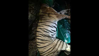 Tigress which killed 4 women in Chandrapur captured