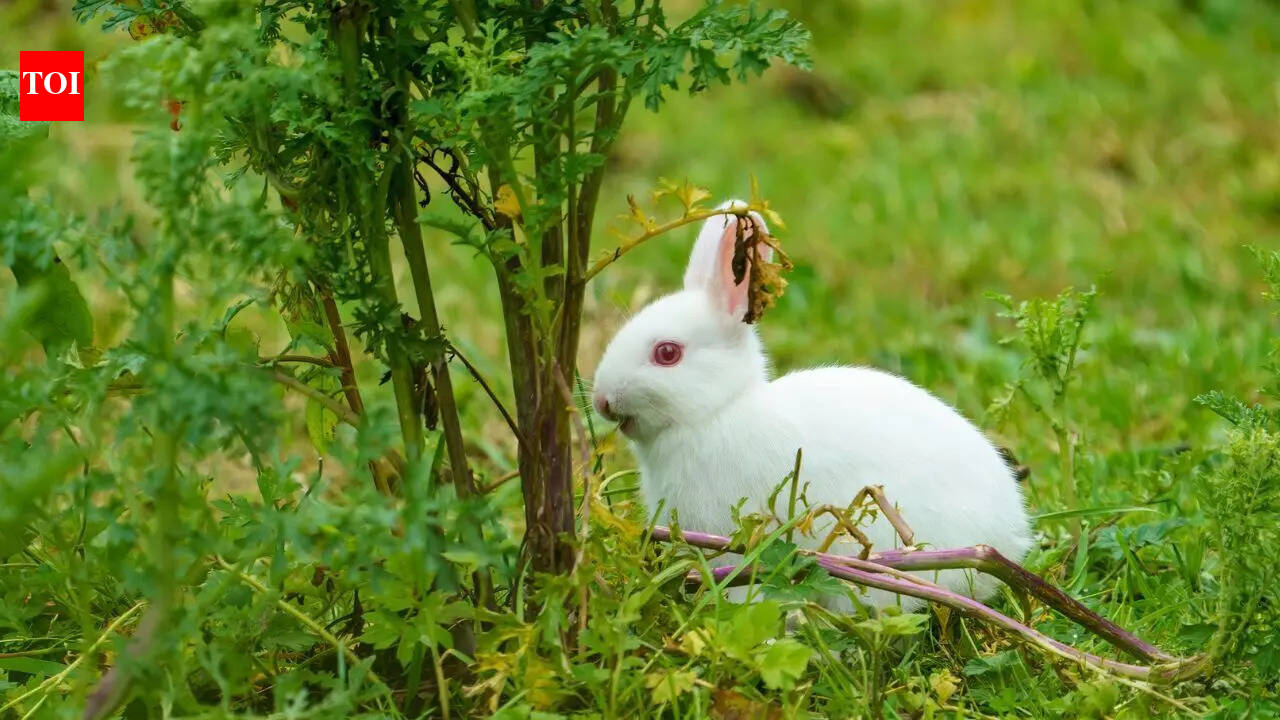 Decoding the silence: Subtle signs your rabbit is hurting