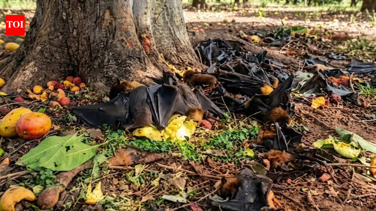 ‘Falling like burnt fruits’: Heatwave kills nearly 200 bats in Chhattisgarh’s Korba