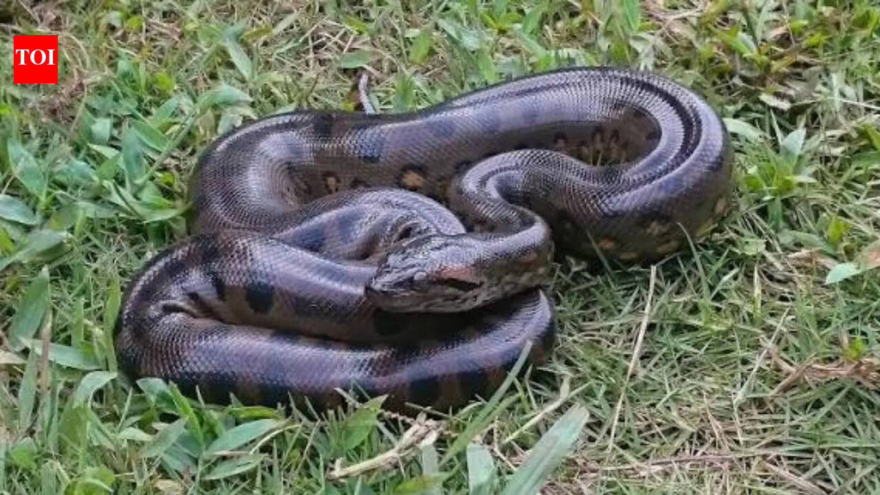 How many babies can anaconda deliver at once? The answer is shocking