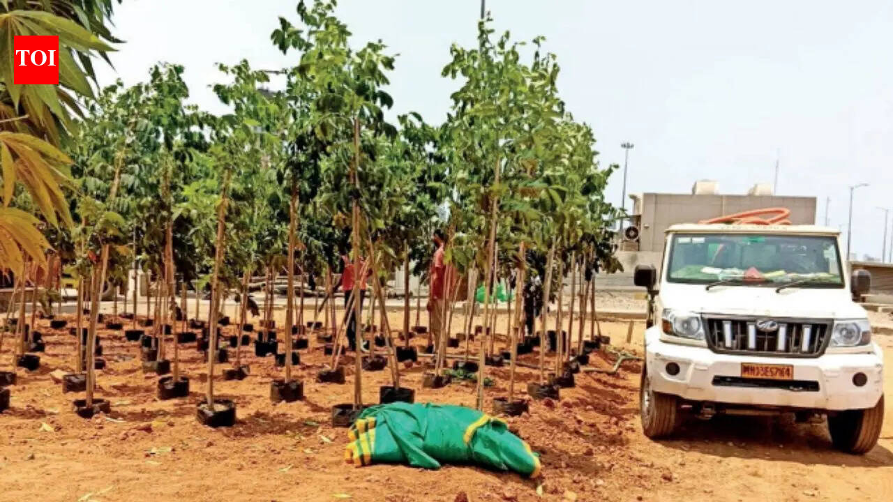 Mumbai Coastal Road: 60,000 trees planned, 15k to be planted before monsoon