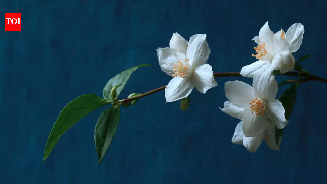 How to grow jasmine successfully in your balcony garden