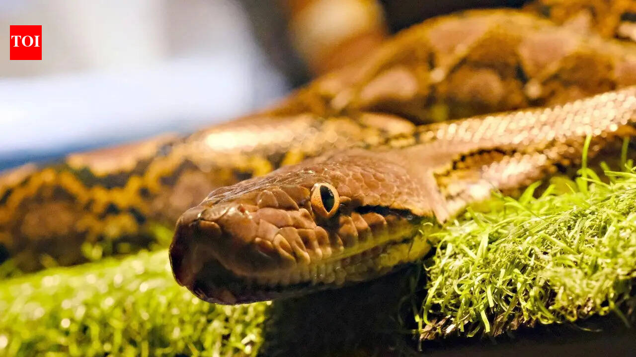 6 snake-filled waters in British Columbia: From the Fraser River and Vaseux Lake