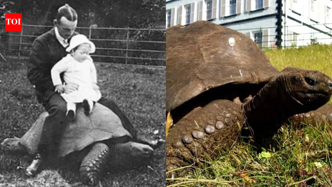 How many children does Jonathan, the world’s oldest tortoise, have? Here’s what we know