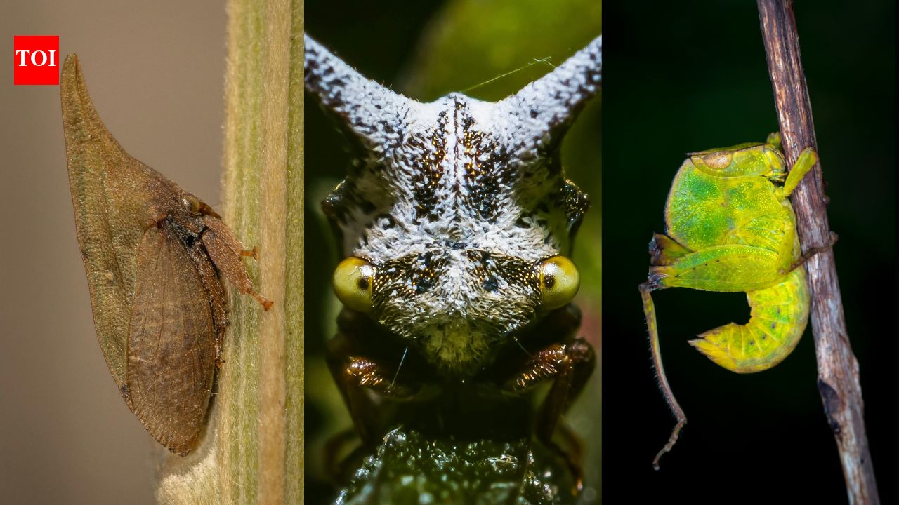 Treehoppers: This tiny rainforest insect can roar like a dinosaur and can even moo like a cow