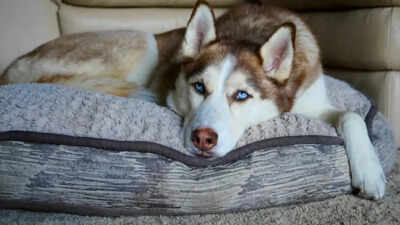  How a post on keeping Huskies in India’s 45°C heat questions the ethics of petkeeping
