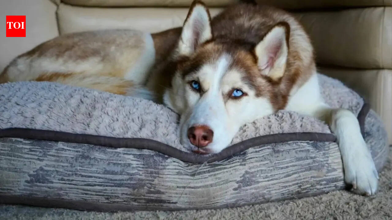 ‘If you love dogs, adopt a stray’: How a viral post on keeping Huskies in India’s 45°C heat questions the ethics of petkeeping