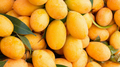 What is the ideal storage temperature to make mangoes last up to 3 weeks without spoilage