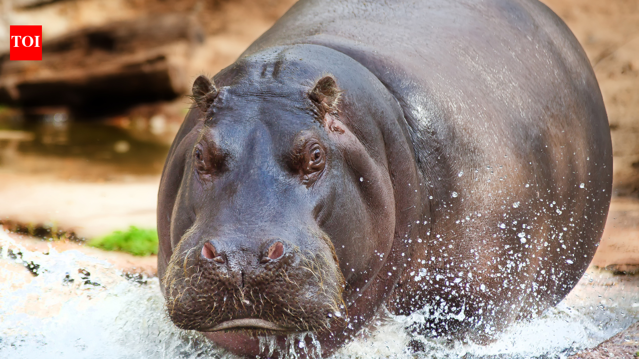 How hippos produce over 20 kilograms of “natural fertiliser” a day and keep entire rivers alive