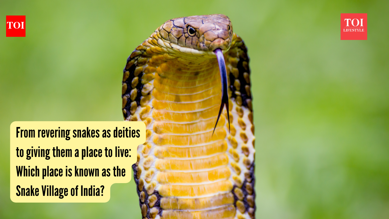 From revering snakes as deities to giving them a place to live: Which place is known as the Snake Village of India?