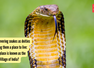 From revering snakes as deities to giving them a place to live: Which place is known as the Snake Village of India?