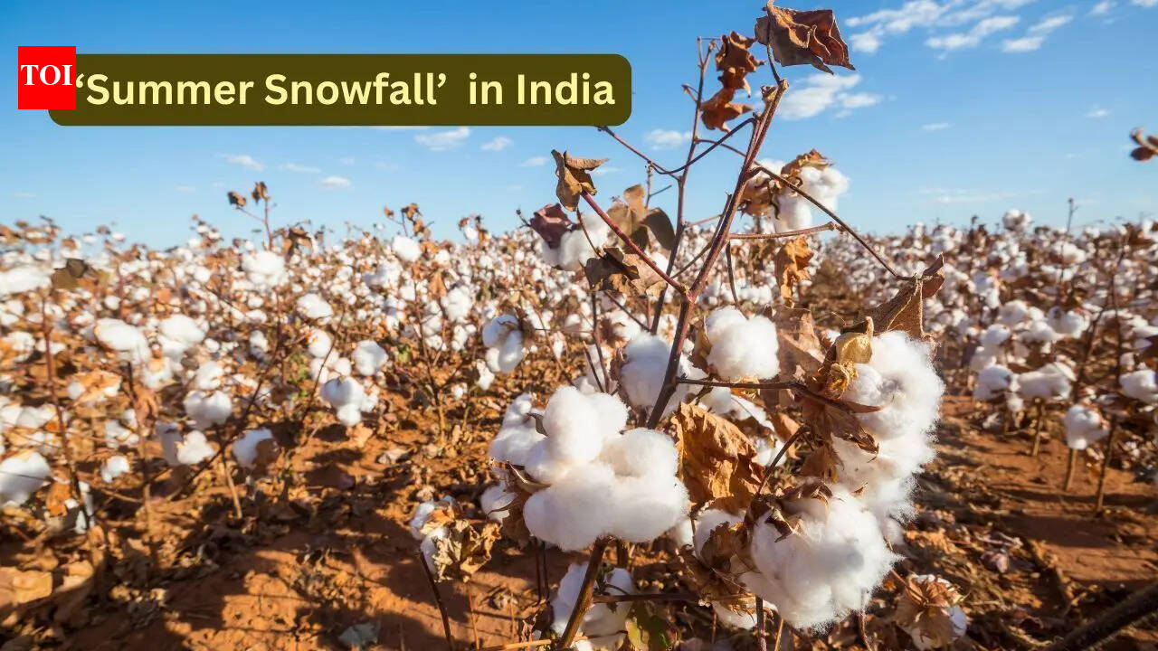 Manipur: This Indian state witnesses ‘Summer Snowfall’ without a single snowflake; here’s why travellers are obsessed - The Times of India