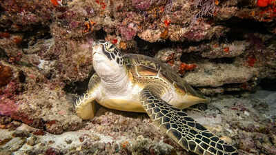 How lizards, turtles, and crocodiles got their bone armour