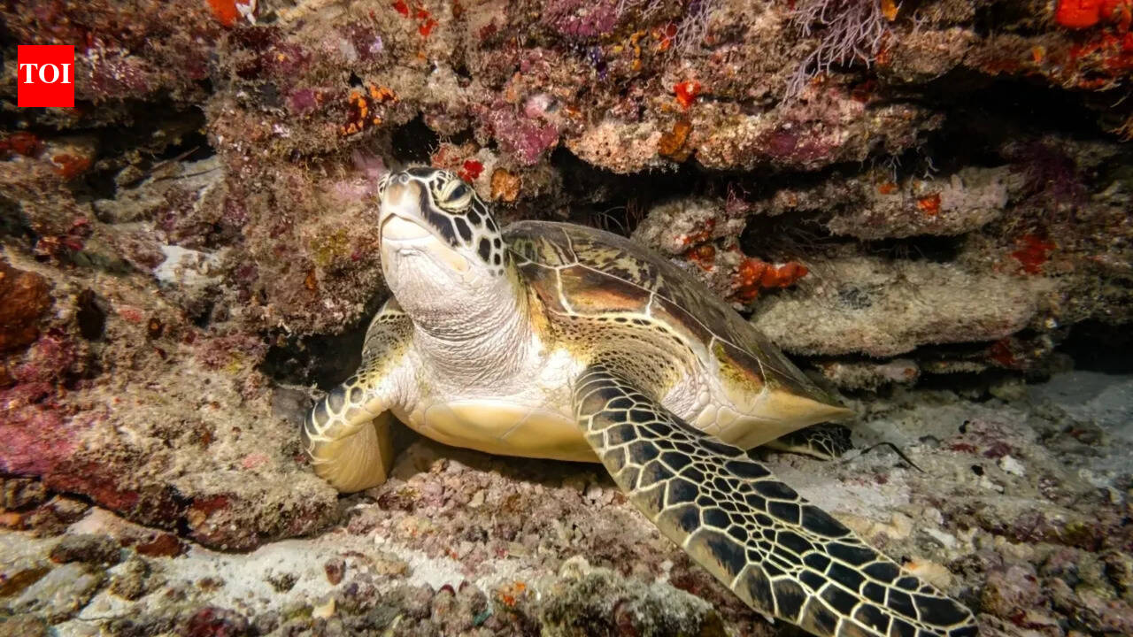 How lizards, turtles, and crocodiles got their bone armour