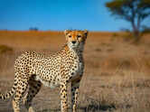 5 animals that are faster than a cheetah