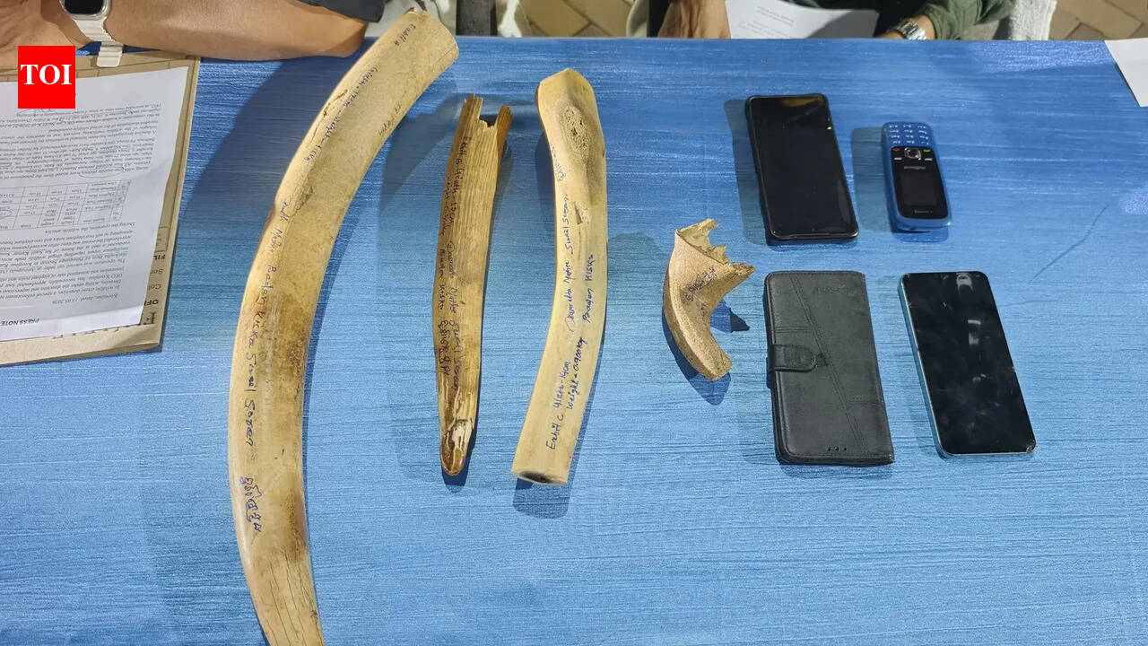 Spike in tusk seizures hints at rampant poaching in forests across Odisha