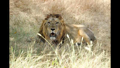 Byculla zoo gives nod for exchange, four Gujarat lions set to arrive in city