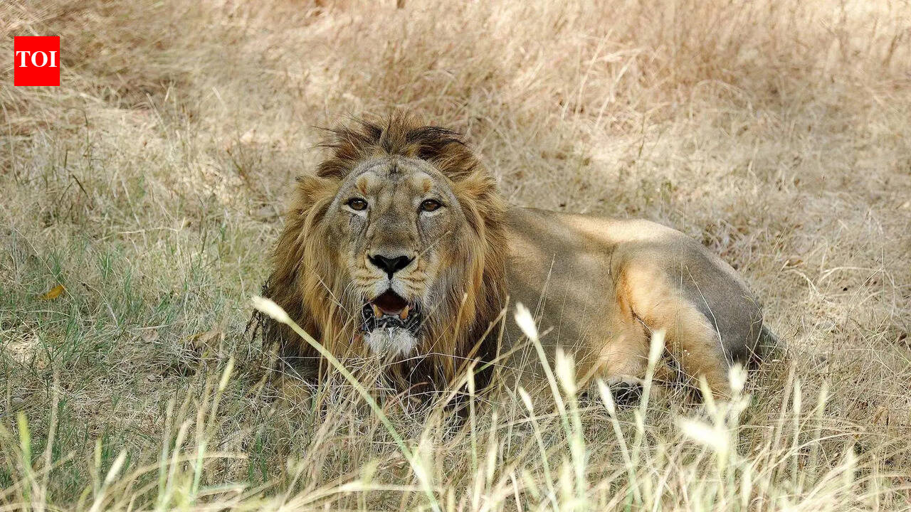 Byculla zoo gives nod for exchange, four Gujarat lions set to arrive in city