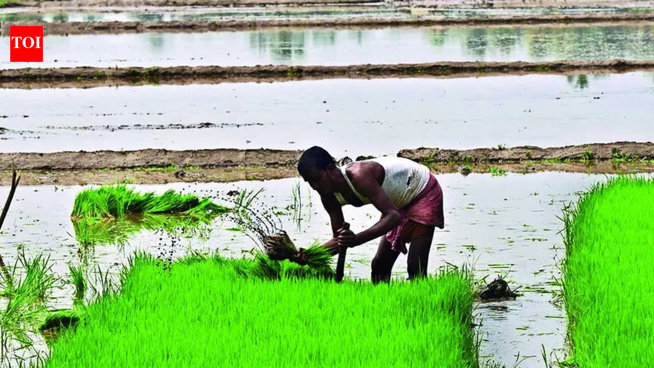 Pokkali land not prepared yet, farmers concerned