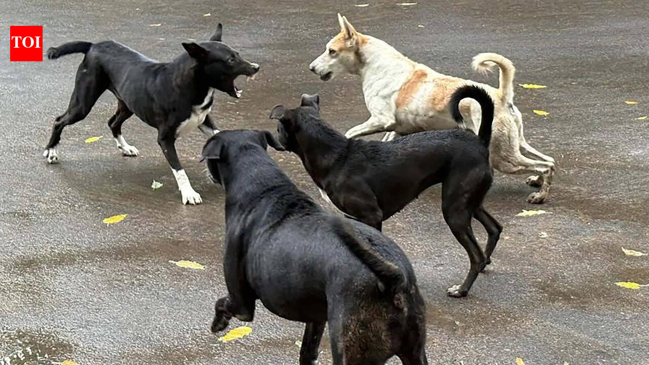 Angamaly municipality to provide relief for stray dog bite victims