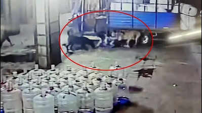 9-year-old Salabatpura boy suffers 15 dog bites