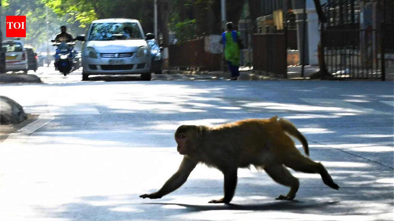 Kolhapur monkey mayhem ends; rogue animal returns to forest with troop