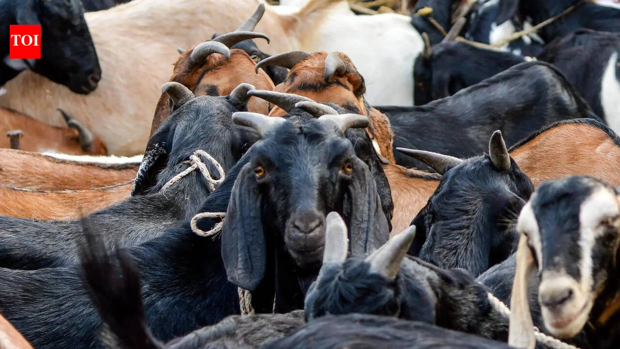 Action against illegal animal sacrifice for Bakrid: Sambhajinagar top cop