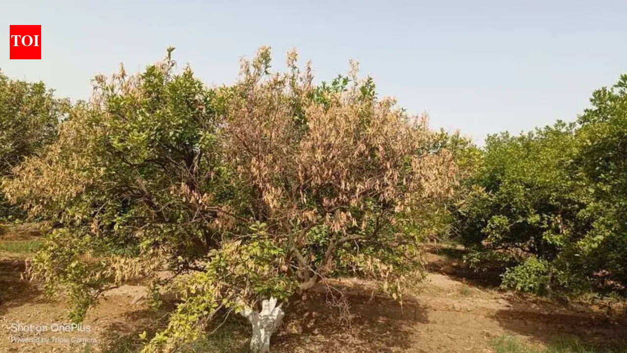 Canal shutdown amid 45°C heat leaves Punjab kinnow growers worried